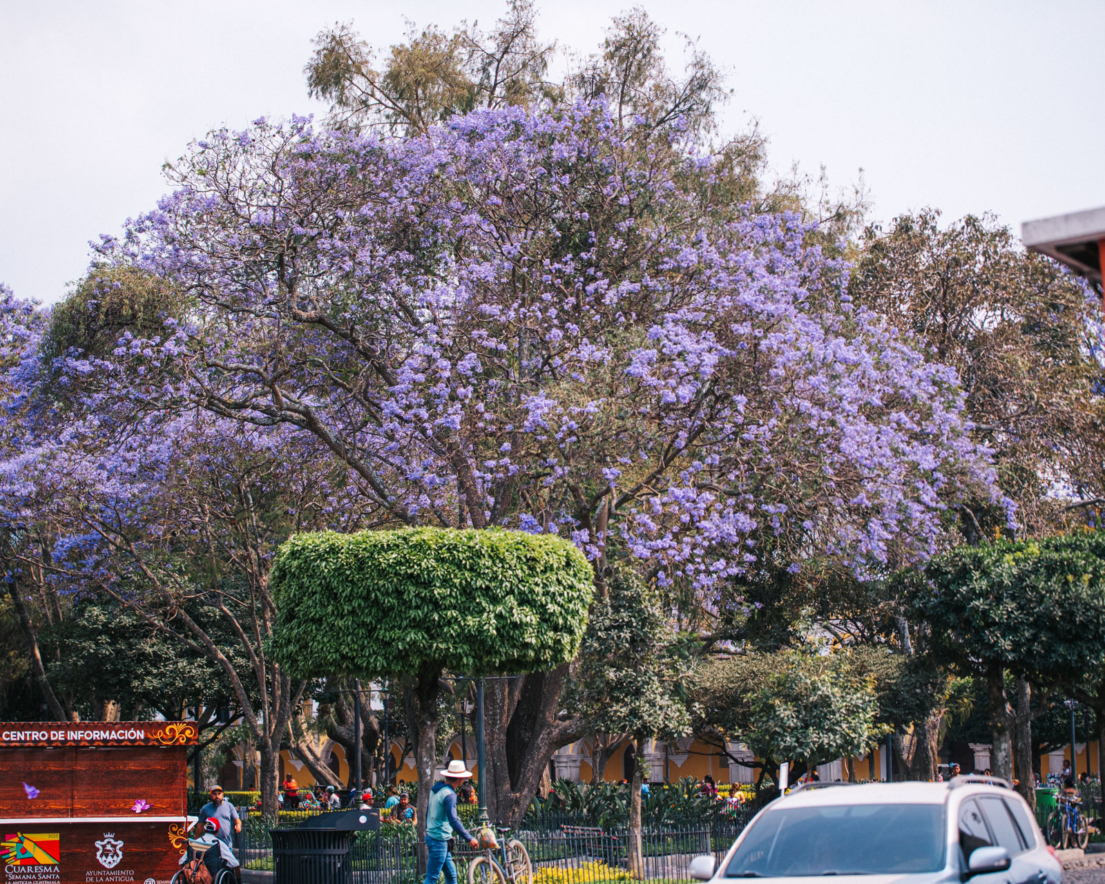 Image of Jacaranda in Antigua central park. 