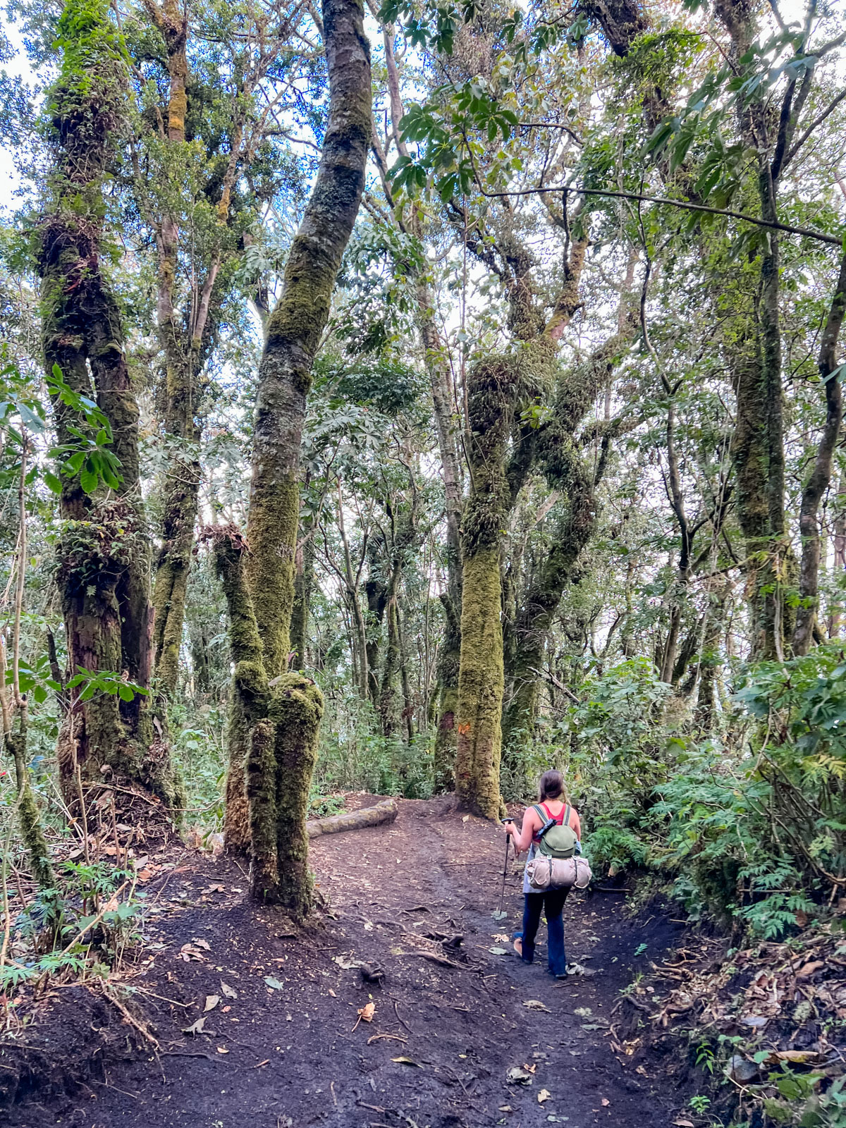 Woman hiking through the acatenango forest 